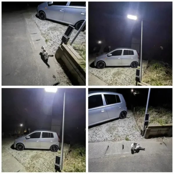 250W Solar Lights Outdoor Waterproof 8000LM LED Flood Lights Motion Sensor with Remote 3 Modes Street Lamp for Yard Garden Path - Image 5